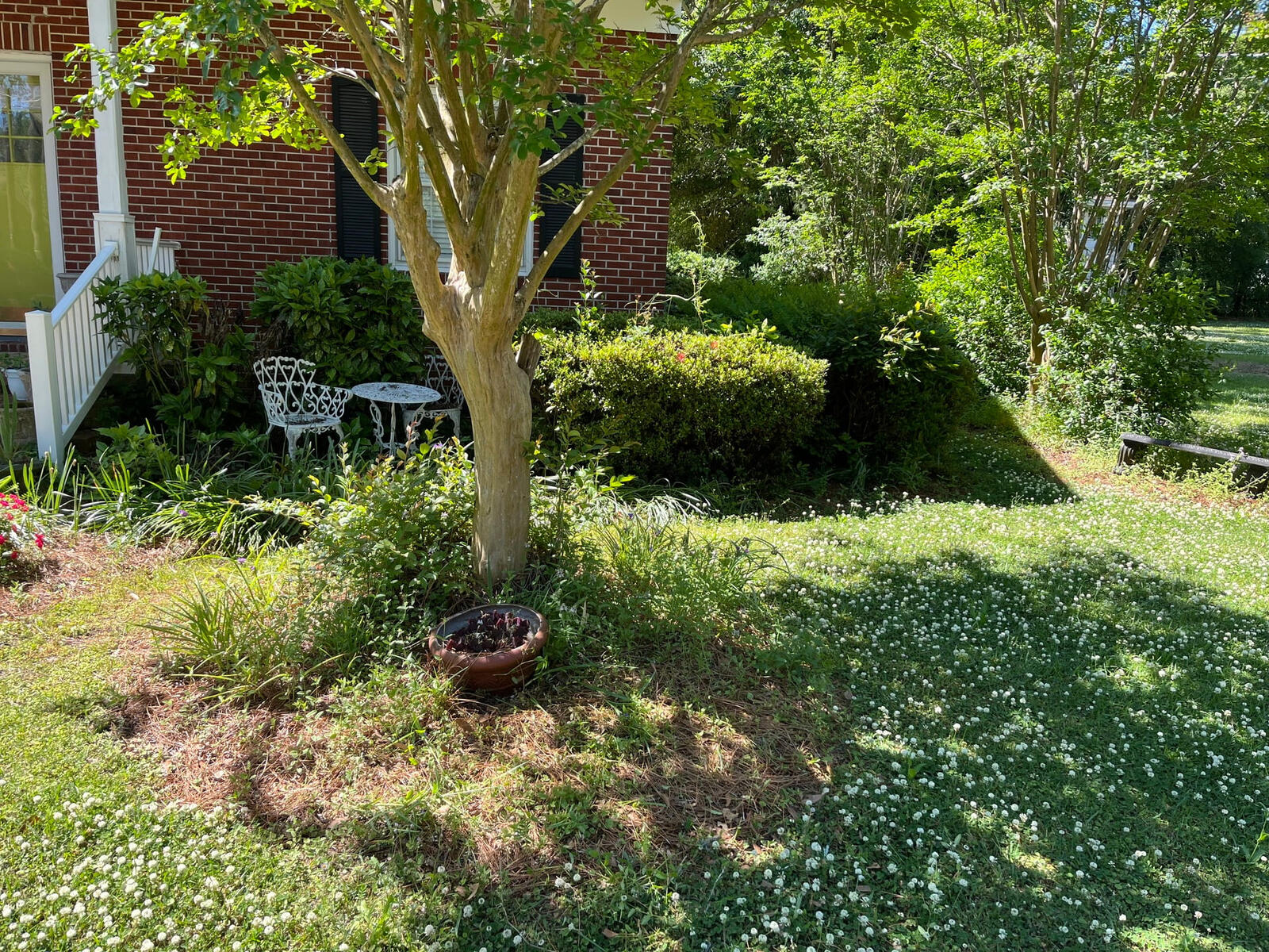 Before yard cleanup in Chadbourn NC