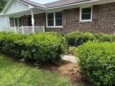 Before bush trimming project in Whiteville NC by Cypress Hill Landscaping